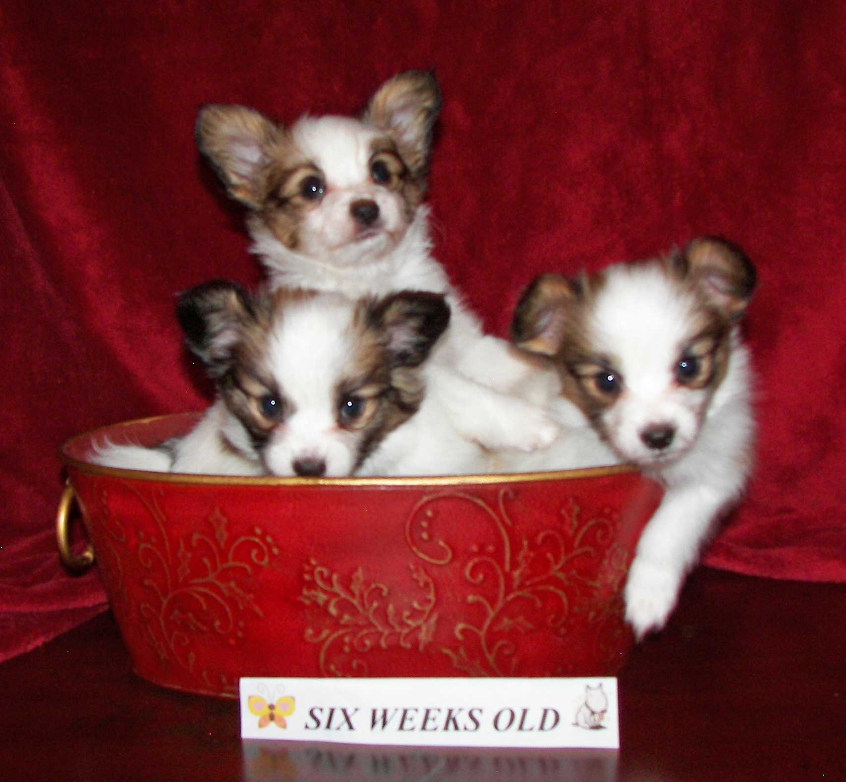 Papillon Puppies In Tub