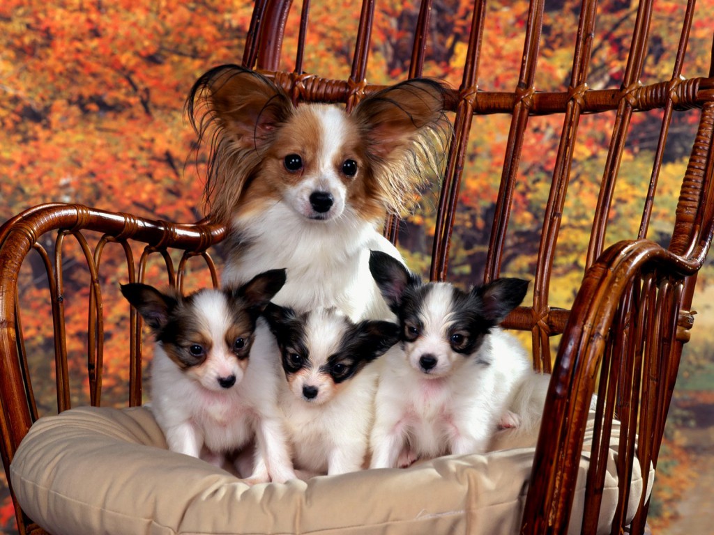 Papillon Puppies With Mother