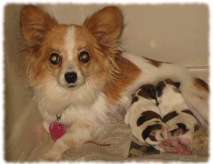 Papillon Puppy Beautiful Picture