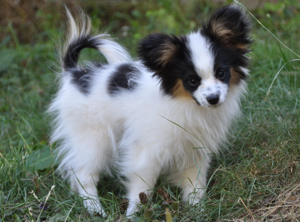 Papillon Puppy In Lawn