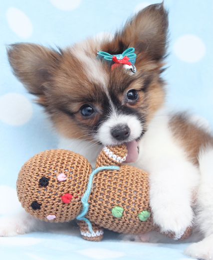 Papillon Puppy Playing With Toy