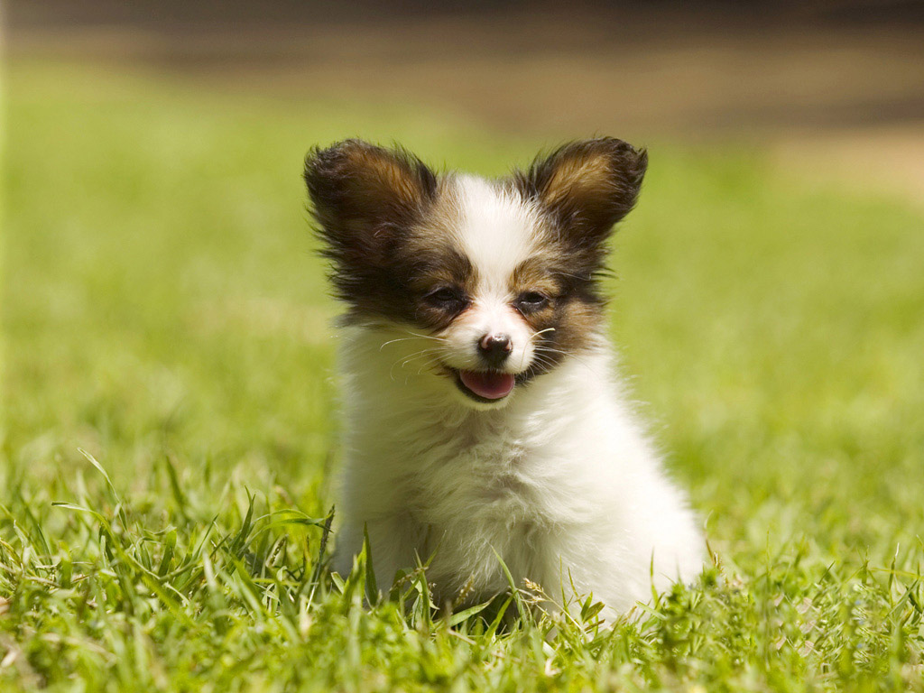 Papillon Puppy Sitting Down In Lawn