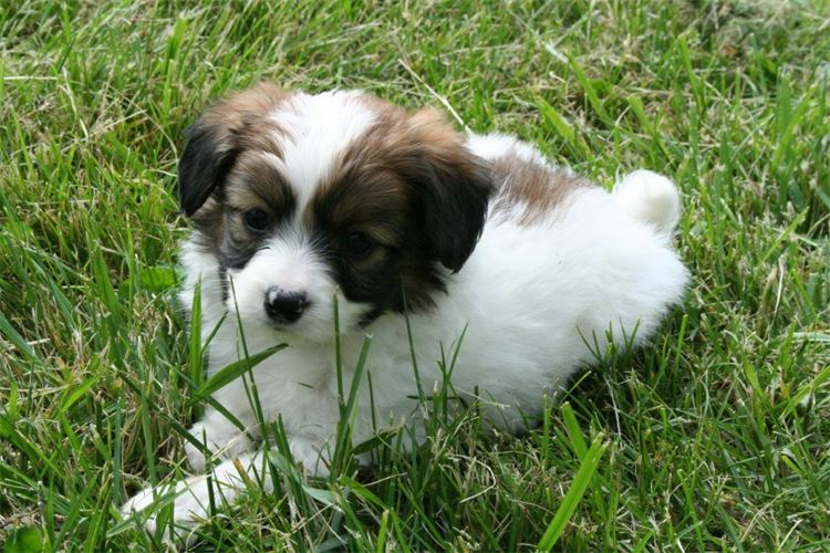 Papillon Puppy Sitting In Grass