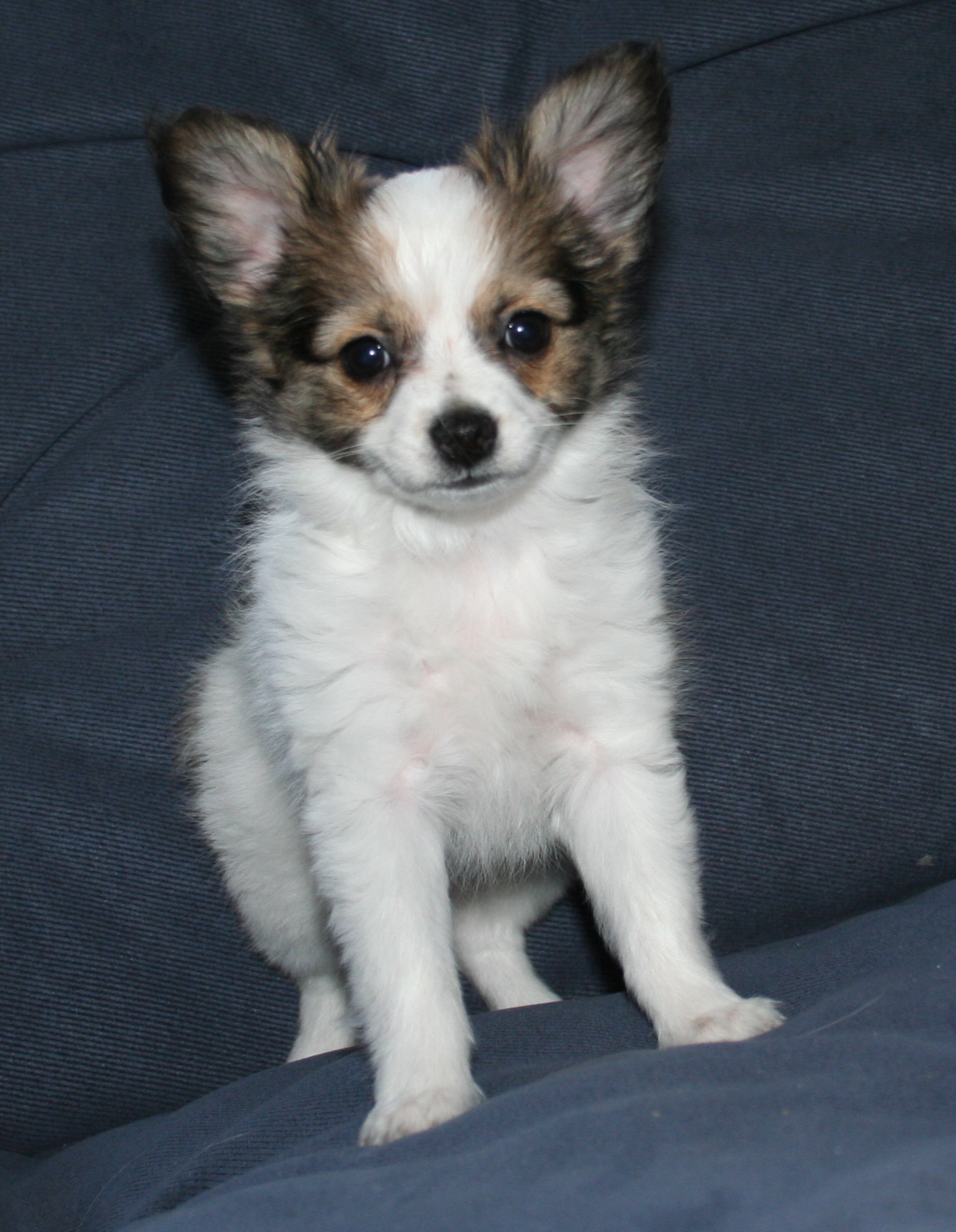 Papillon Puppy Sitting On Couch