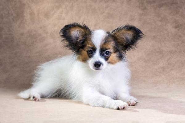 Papillon Puppy Sitting Picture