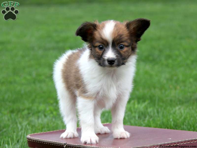 Papillon Puppy Standing On Table