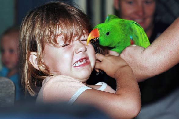 Parrot Bite Girl Face Funny Ouch Picture