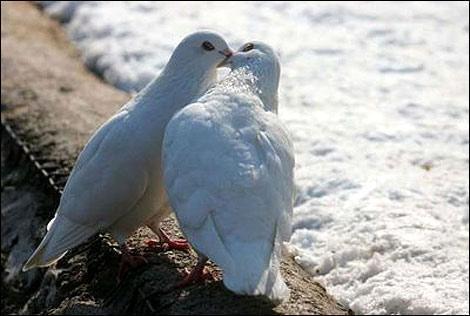 Pigeons Funny Kissing Picture