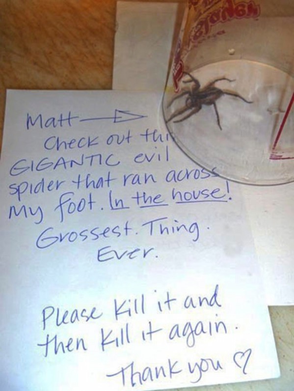 Please Kill It And Then Kill It Again Funny Spider Image