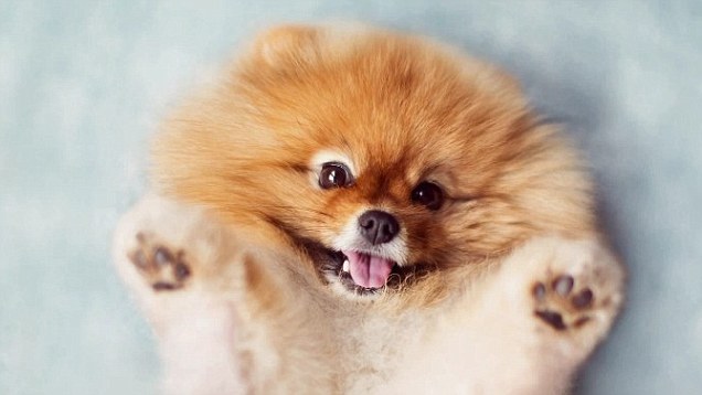 Pomeranian Dog Face Up Picture