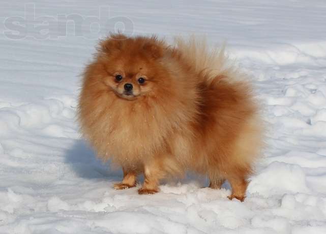Pomeranian Dog In Snow