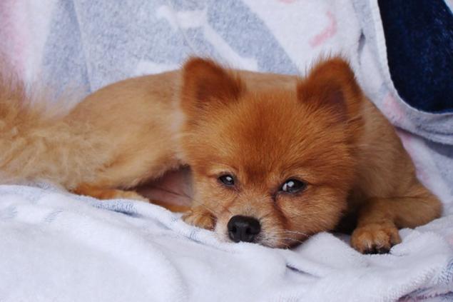 Pomeranian Dog Laying On Bed