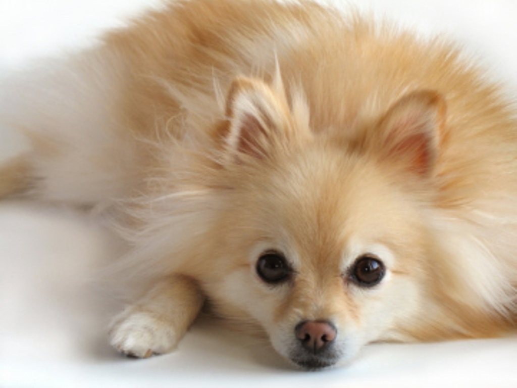 Pomeranian Dog Laying Picture