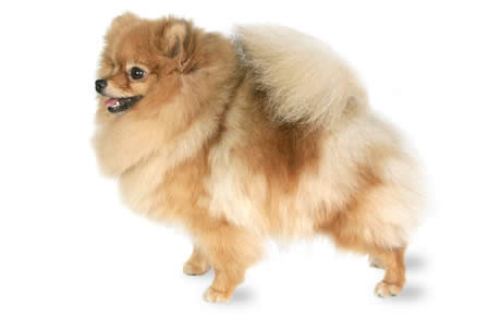Pomeranian Dog Photo