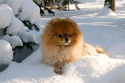 Pomeranian Dog Sitting In Snow