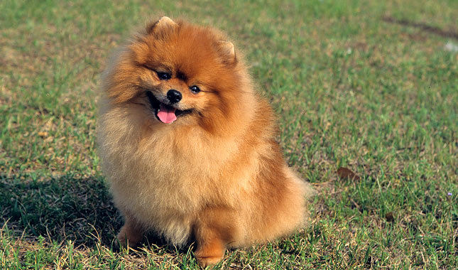 Pomeranian Dog Sitting On Grass