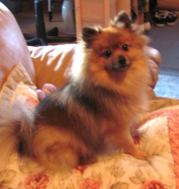 Pomeranian Dog Sitting On Sofa