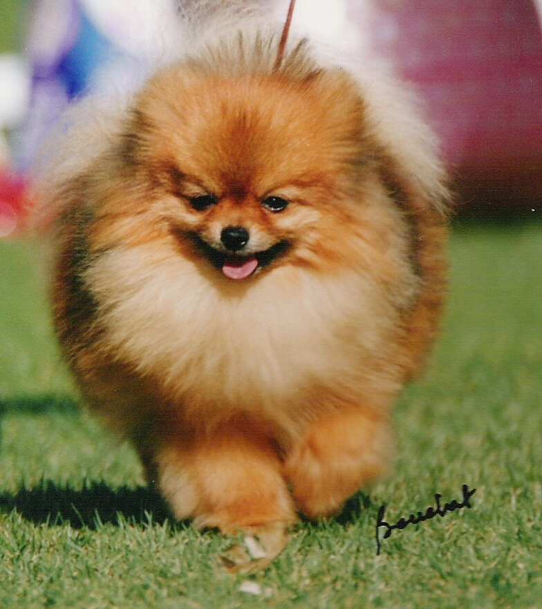 Pomeranian Dog Walking In Lawn