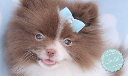 Pomeranian Dog With Bow
