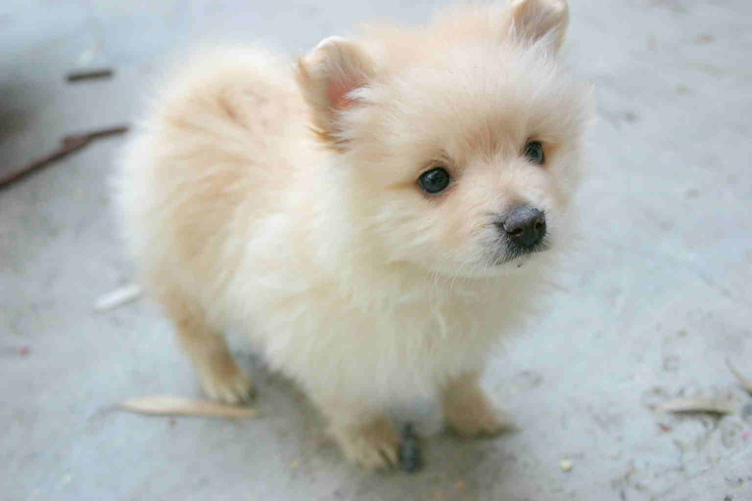 Pomeranian Puppy Image