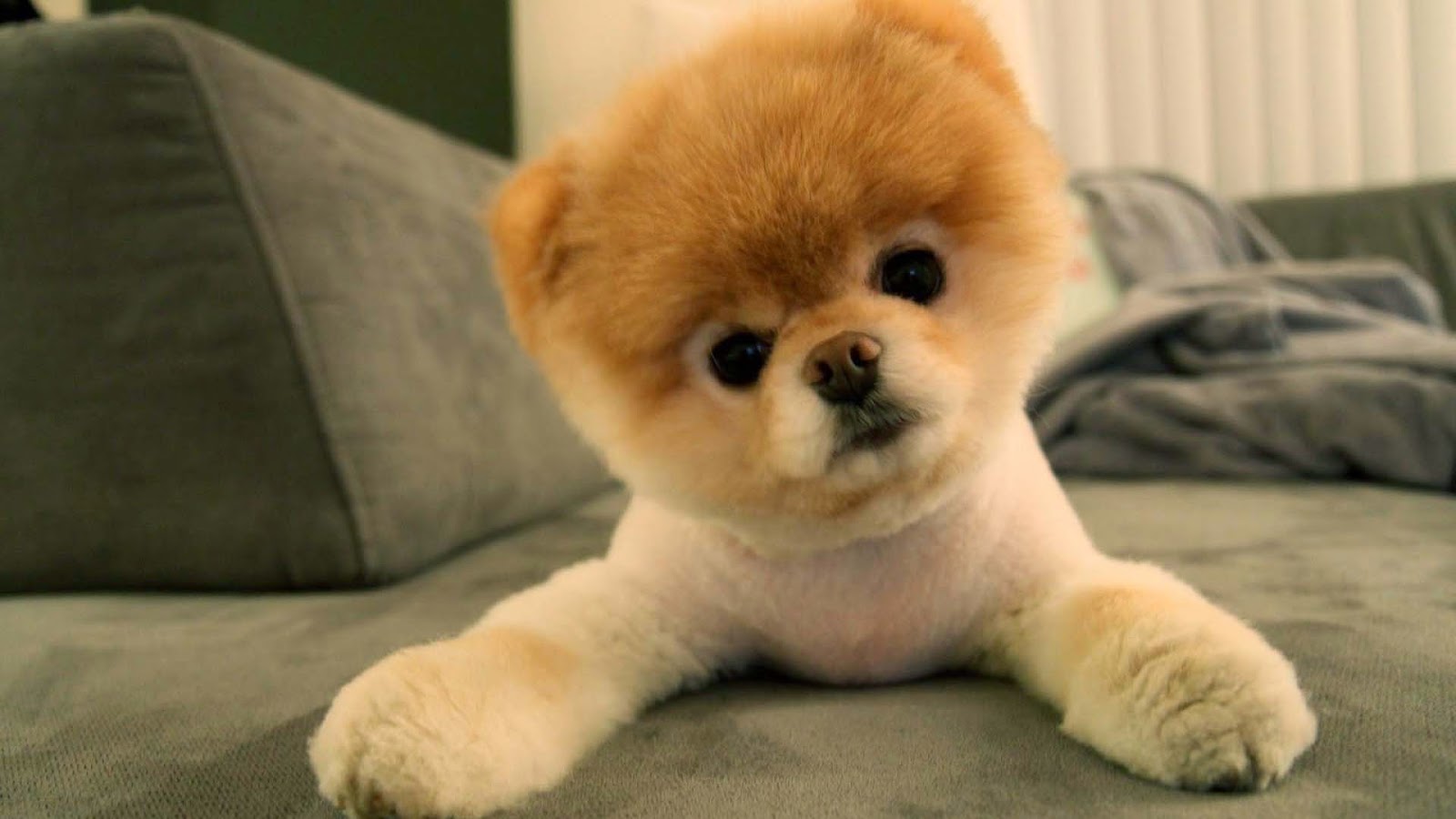 Pomeranian Puppy Looking At You