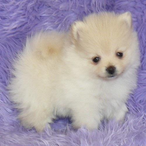 Pomeranian Puppy Photo