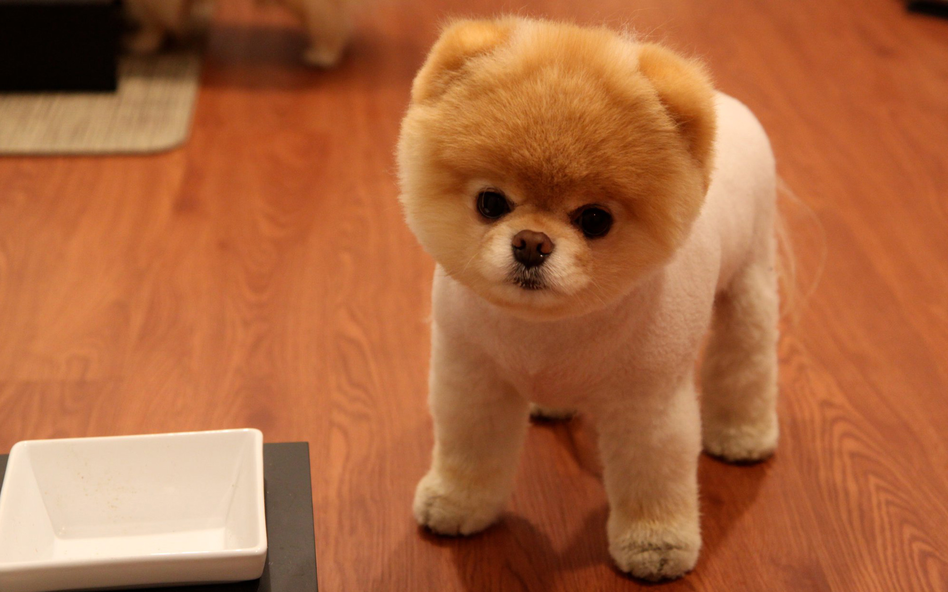Pomeranian Puppy Picture