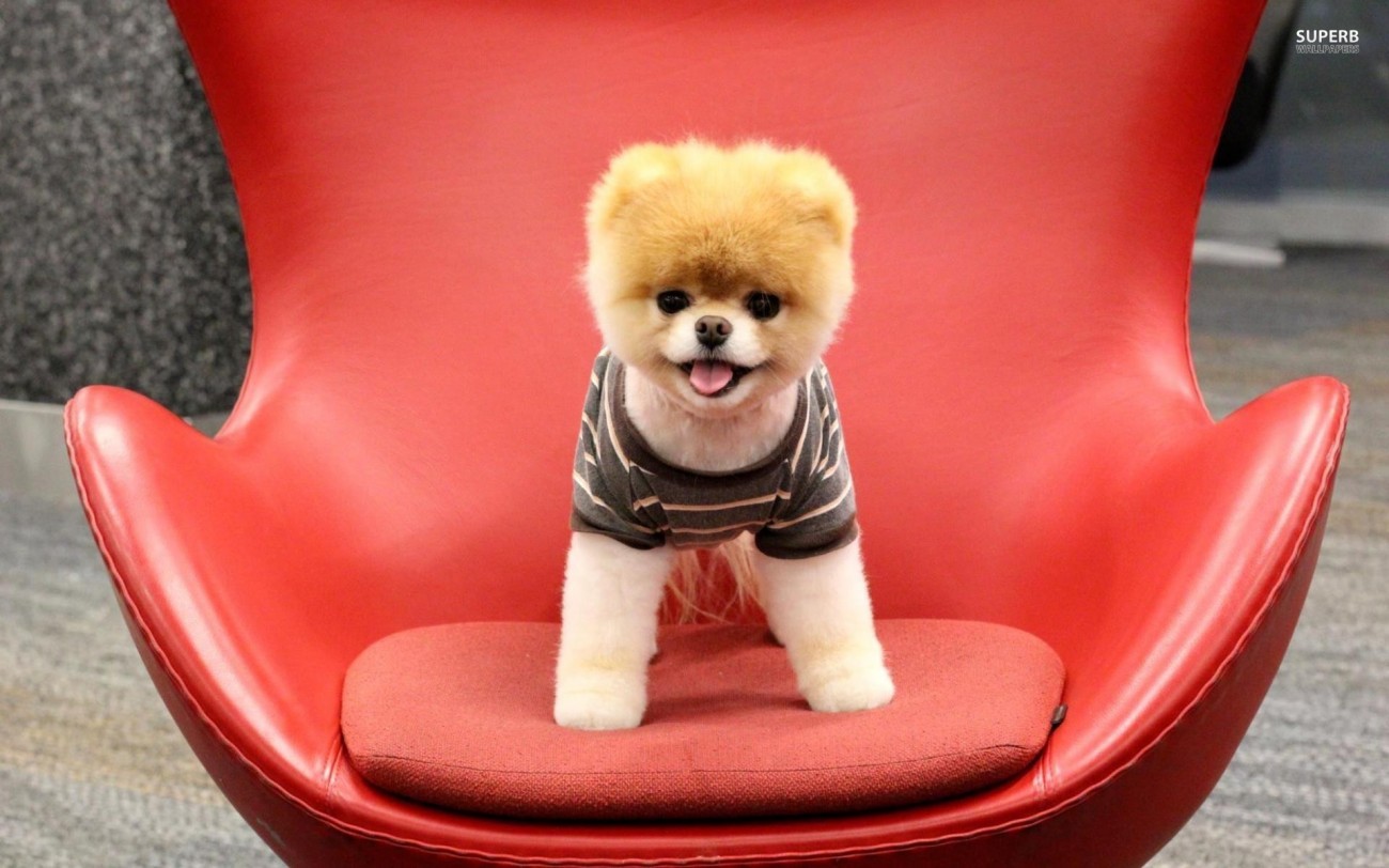 Pomeranian Puppy Sitting On Chair