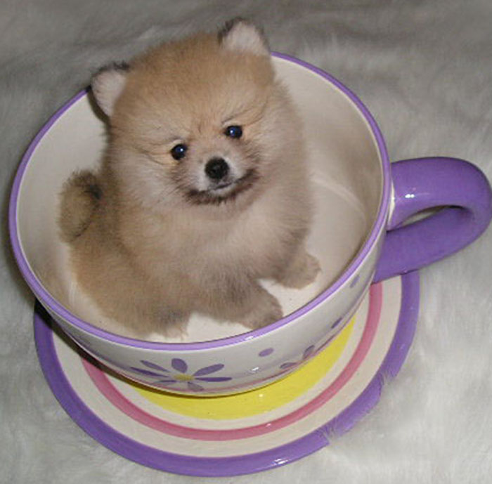 Pomeranian Puppy Sitting On Tea Cup