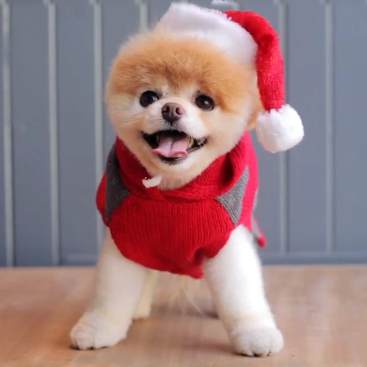 Pomeranian Puppy Wearing Santa Claus Hat