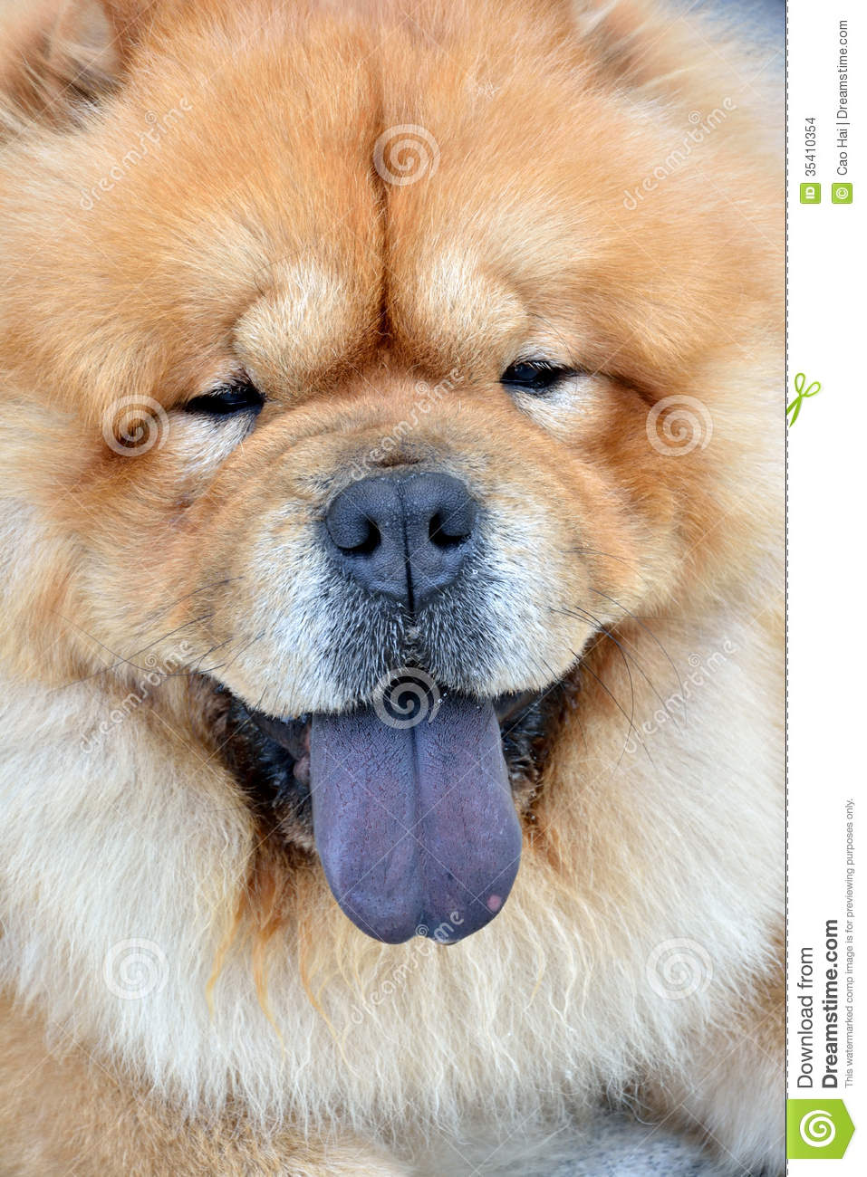Portrait Of Chow Chow Dog