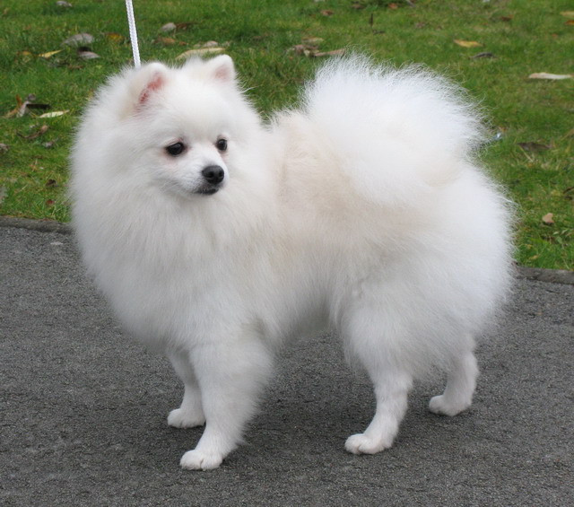 Pure White Pomeranian Dog On Road