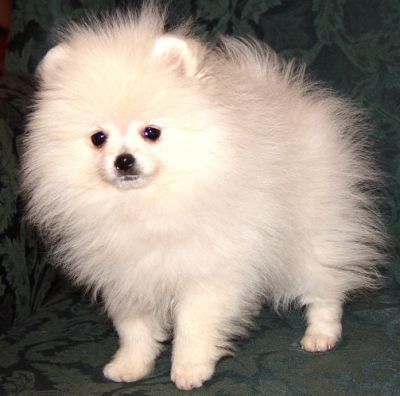 Pure White Pomeranian Puppy