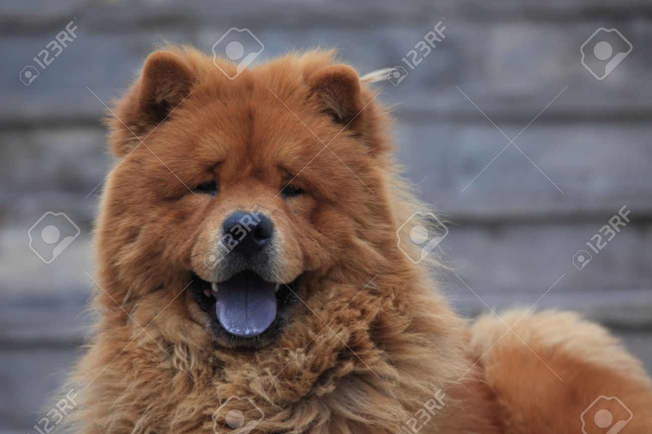 Red Chow Chow Dog Face Picture