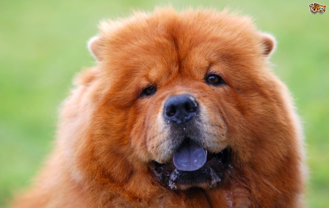 Red Chow Chow Dog Face