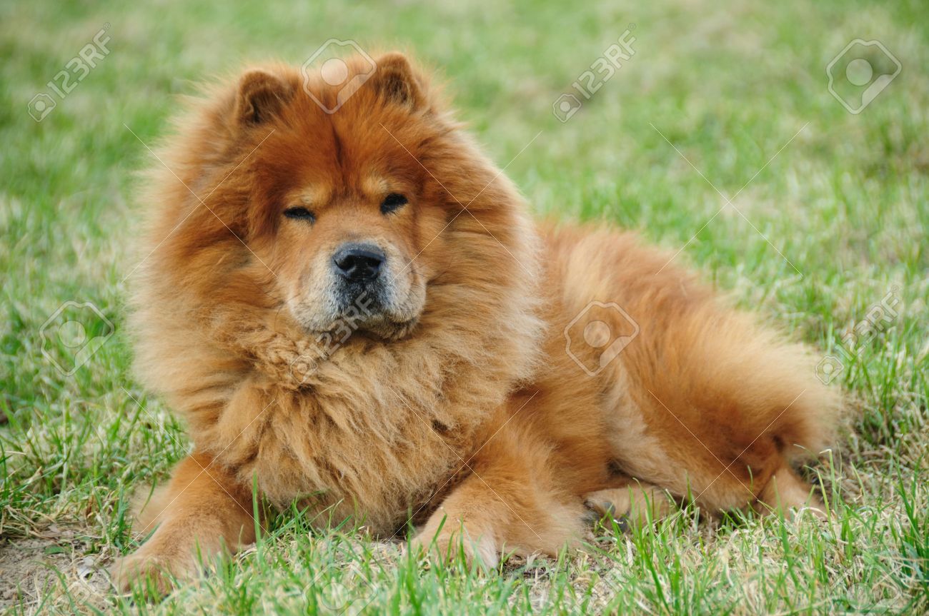 Red Chow Chow Dog Sitting On Grass