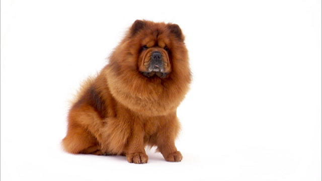 Red Chow Chow Dog Sitting