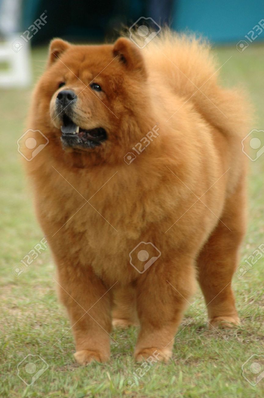 Red Chow Chow Dog Standing In Lawn
