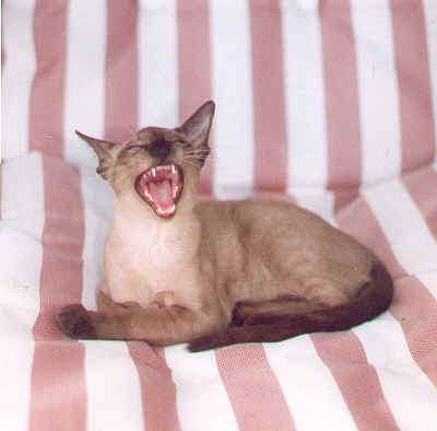 Roaring Tonkinese Cat