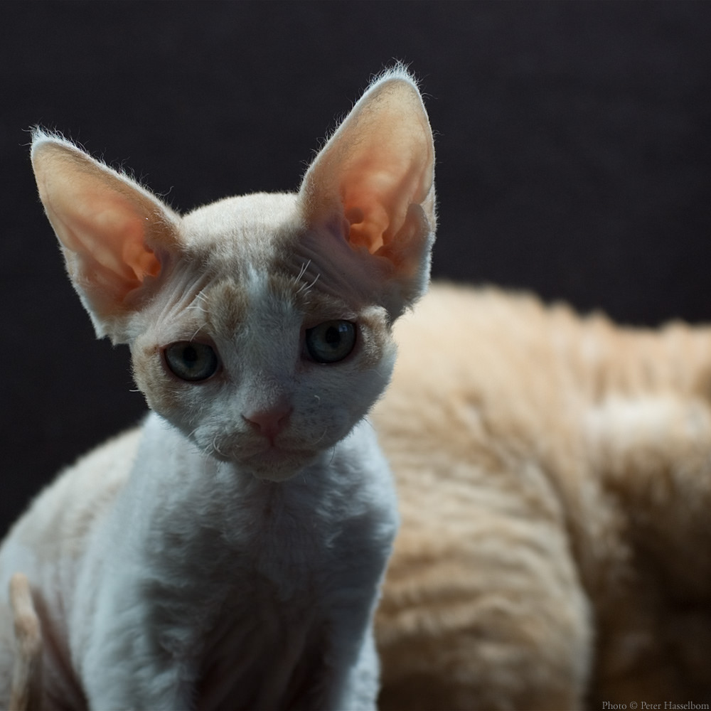 Sad Devon Rex Kitten Face Picture