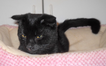 Scottish Fold Black Cat Picture