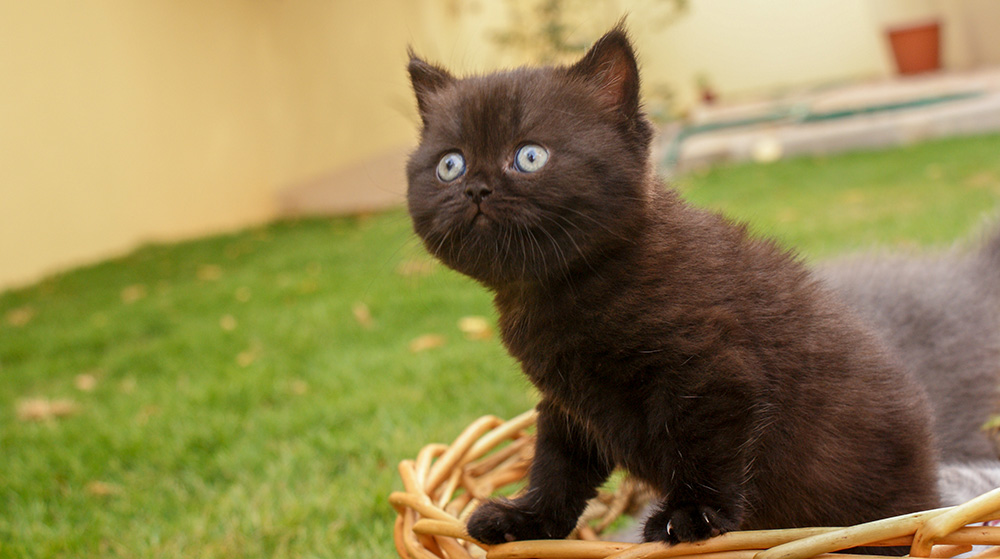 Scottish Fold Black Kitten Sitting In Basket