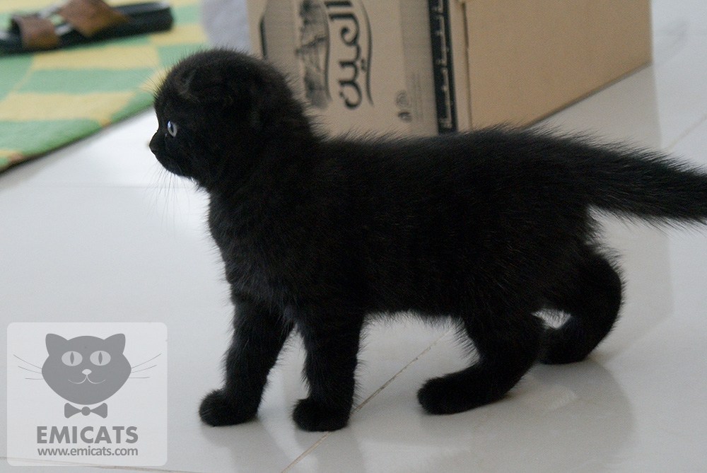 Scottish Fold Black Kitten