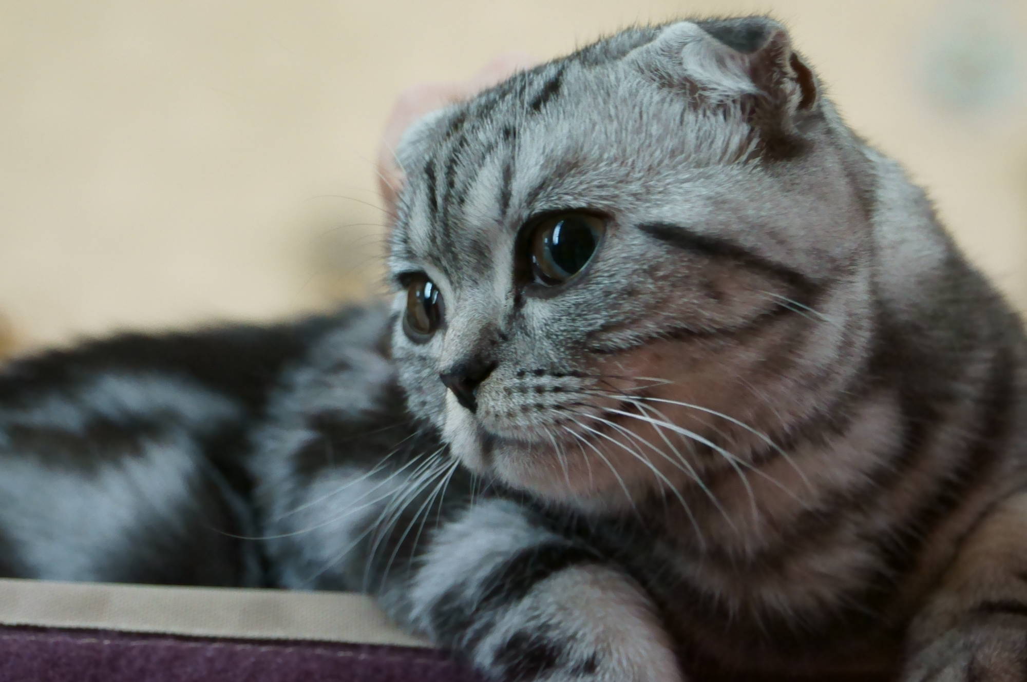 Scottish Fold Cat Closeup Picture
