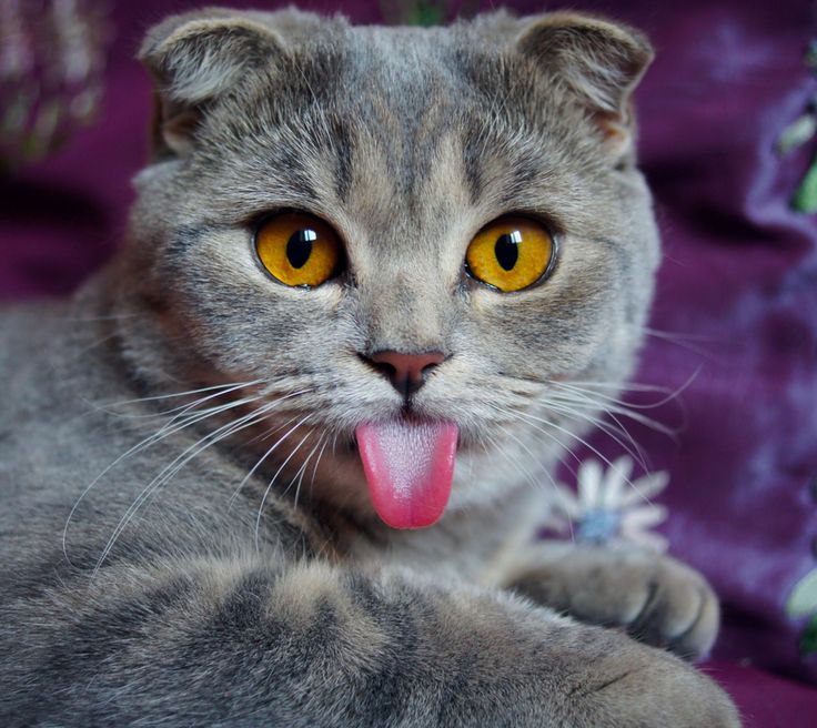 Scottish Fold Cat Showing Her Tongue
