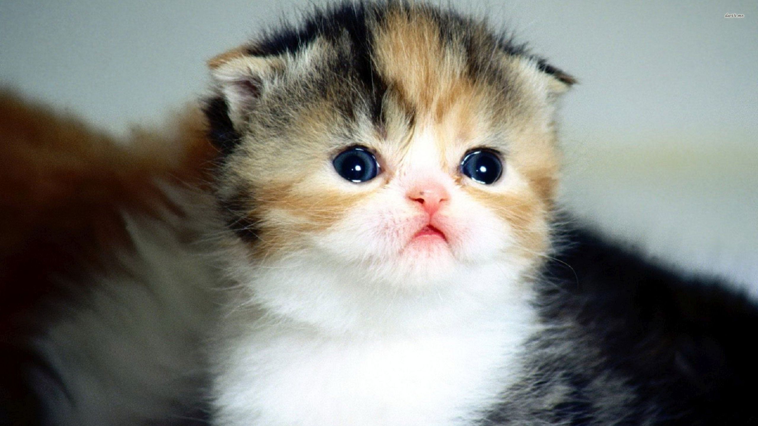 Scottish Fold Kitten Cute Wallpaper