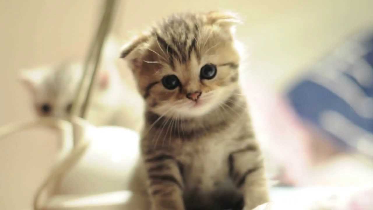 Scottish Fold Kitten Picture