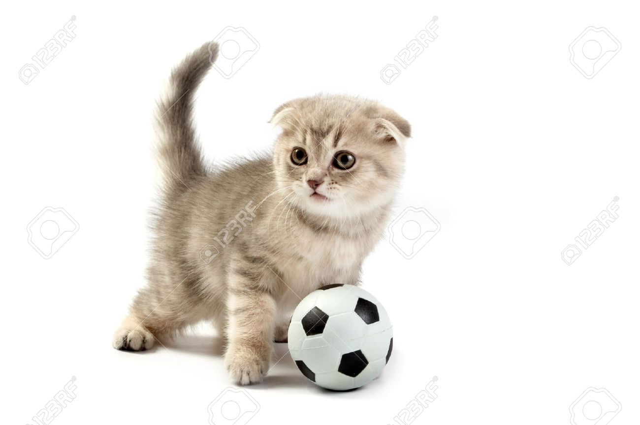 Scottish Fold Kitten Playing With Football