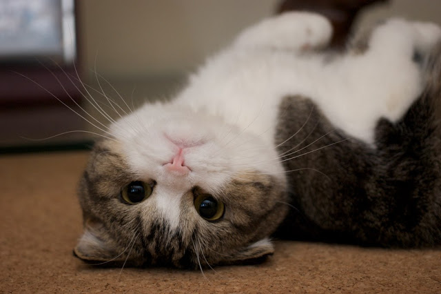 Scottish Fold Kitten Upside Down Face Picture