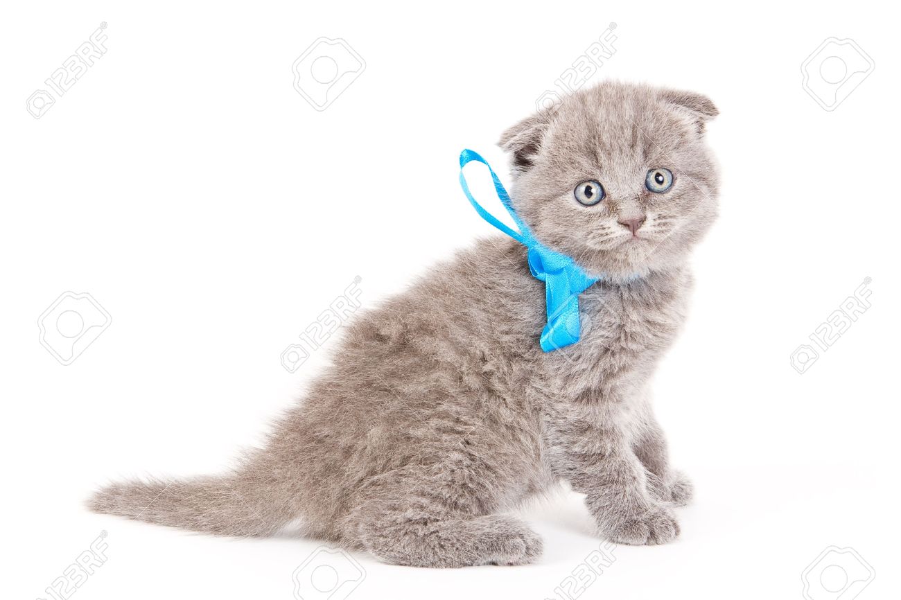 Scottish Fold Kitten With Blue Ribbon Bow